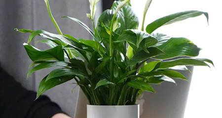 办公室植物风水摆放